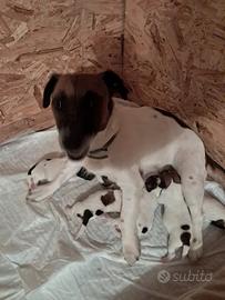 Jack russell terrier