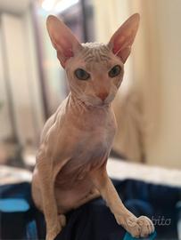 Sphynx da monta