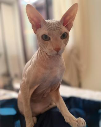 Sphynx da monta