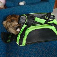 transportino x gatto