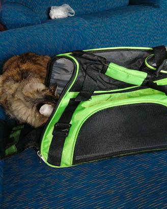 transportino x gatto