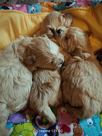 Maltipoo