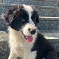 Cuccioli Border Collie con Pedigree