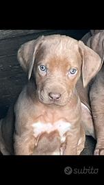 Rhodesian ridgeback