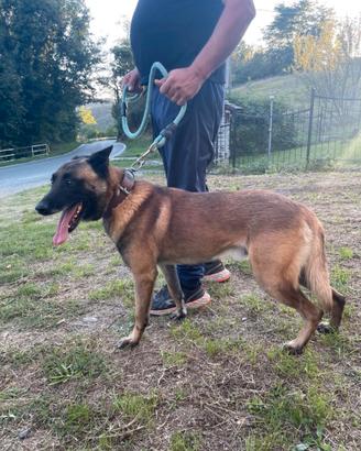 Cuccioli Malinois disponiboli