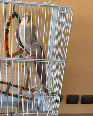 Pappagallo