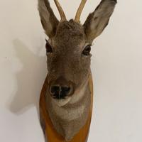 Trofeo di capriolo da collezione
