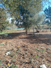 Treno agricolo di 1.150 metri quadri Casal Palocco