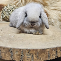 Conigli ariete nano e minilop