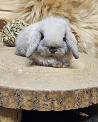 Conigli ariete nano e minilop