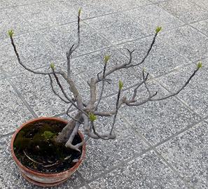 BONSAI DI FICO