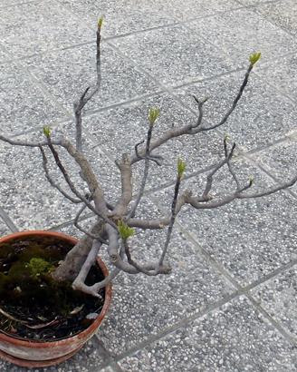 BONSAI DI FICO