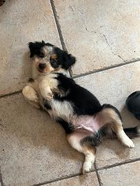 Cucciolo pastore australiano