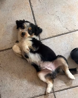 Cucciolo pastore australiano