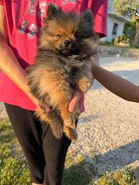Cucciolo di Pomerania Toy