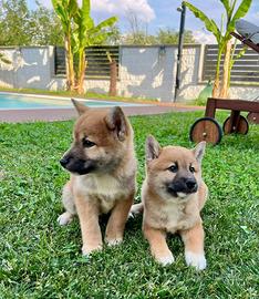 Disponibili shiba