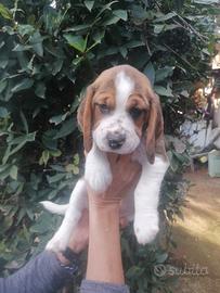 Beagle