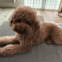 Barboncino accopiamento