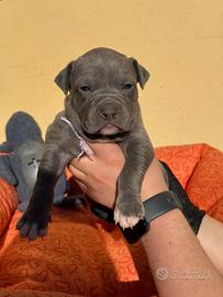Cucciola pitbull