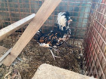 Gallina padovana tricolor