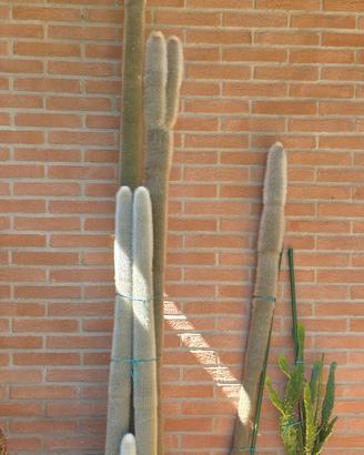 Piante grasse