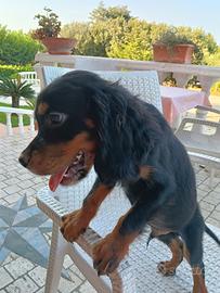 Setter Gordon
