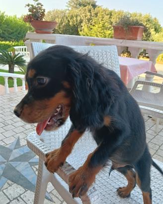 Setter Gordon