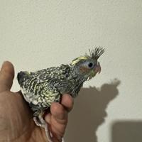 Pappagalli Calopsite