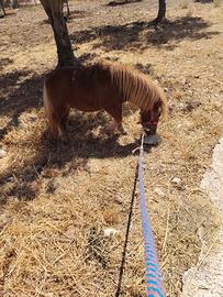 Pony