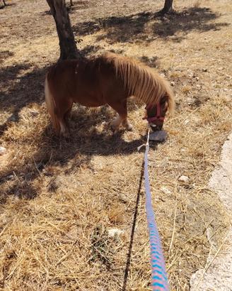 Pony