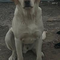 Cani simil Labrador