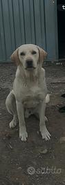 Cani simil Labrador