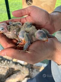 Agapornis personata inseparabile da imbecco