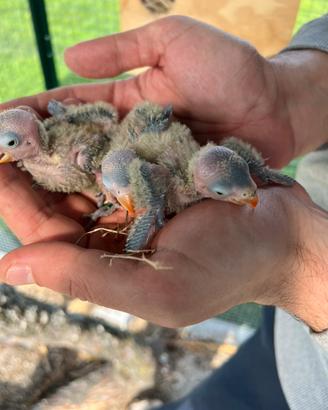 Agapornis personata inseparabile da imbecco