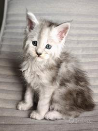 Maine coon