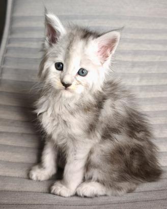 Maine coon