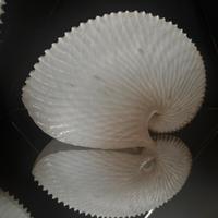 Conchiglia  Argonauta