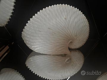 Conchiglia  Argonauta