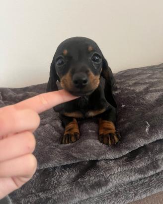 Cuccioli di bassotto nano ( LEGGERE)