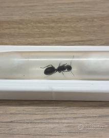 Formica regina