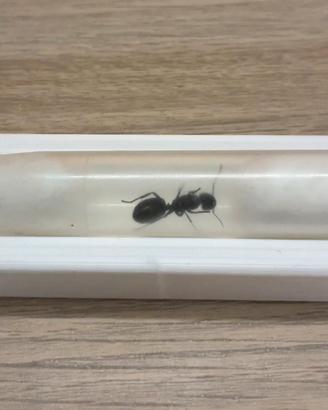 Formica regina