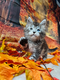 LEGGERE TUTTO SOTTOMaine Coon OCCHI BLU DOMINANTI