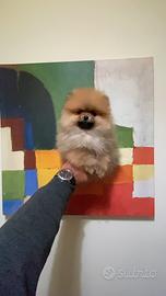 Ciuccioli POMERANJA FULVI