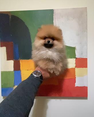 Ciuccioli POMERANJA FULVI