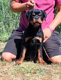 Cuccioli di rottweiler con pedigree enci