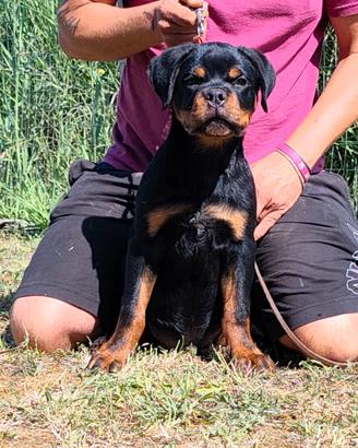 Cuccioli di rottweiler con pedigree enci