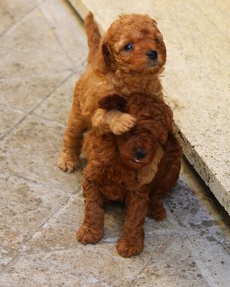 Barboncino toy red