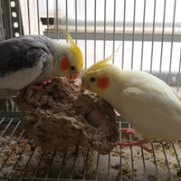 Calopsite coppie riproduttive