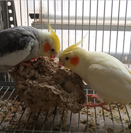 Calopsite coppie riproduttive