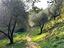 Immagine 7
